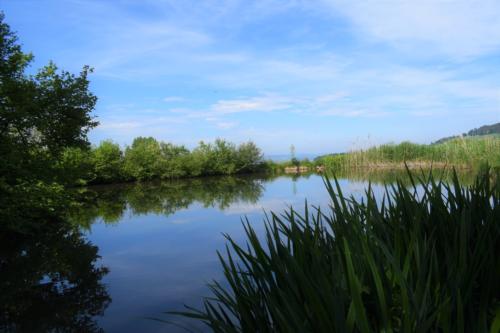 js_pfilaChinook_1800012