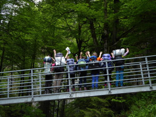 js_pfilaSaroja_18_ca00002