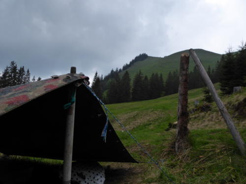 js_pfilaSaroja_18_ca00004