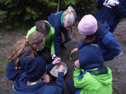 js_pfilaSaroja_18_ca00006