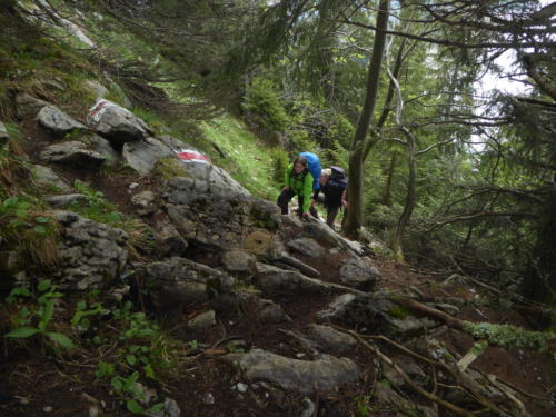 js_pfilaSaroja_18_ca00007