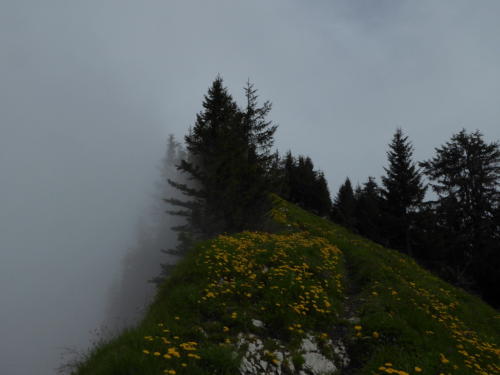 js_pfilaSaroja_18_ca00009